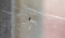 5 ways to get rid of spider webs at home without using chemical sprays