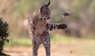 This hunting Lynx’s dramatic mid-hunt moment wins top prize at Wildlife Photographer of the Year