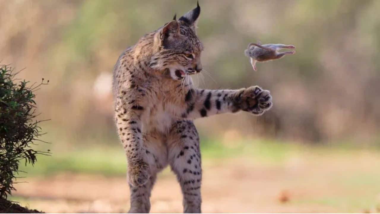 This hunting Lynx’s dramatic mid-hunt moment wins top prize at Wildlife Photographer of the Year