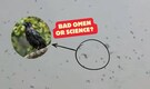 Thousands of crows darken skies over Tel Aviv — Is this a bad omen or science at work?