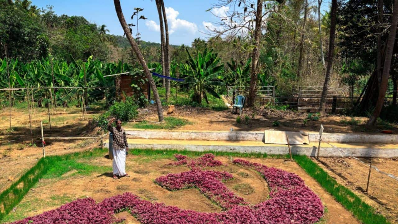 Kerala’s ‘Madhuvettan’ turns farm into 30-foot hammer and sickle every poll season, backs CPM candidate V K Sanoj