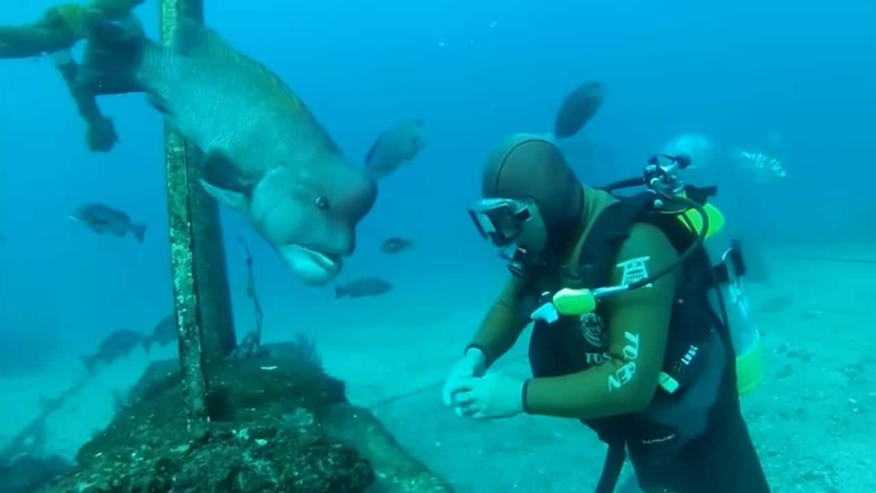 A 30-year underwater friendship: This Japanese diver reunites with fish he once saved