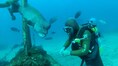A 30-year underwater friendship: This Japanese diver reunites with fish he once saved