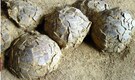 Hidden for 70 million years, hundreds of dinosaur eggs unearthed in one ancient nesting ground