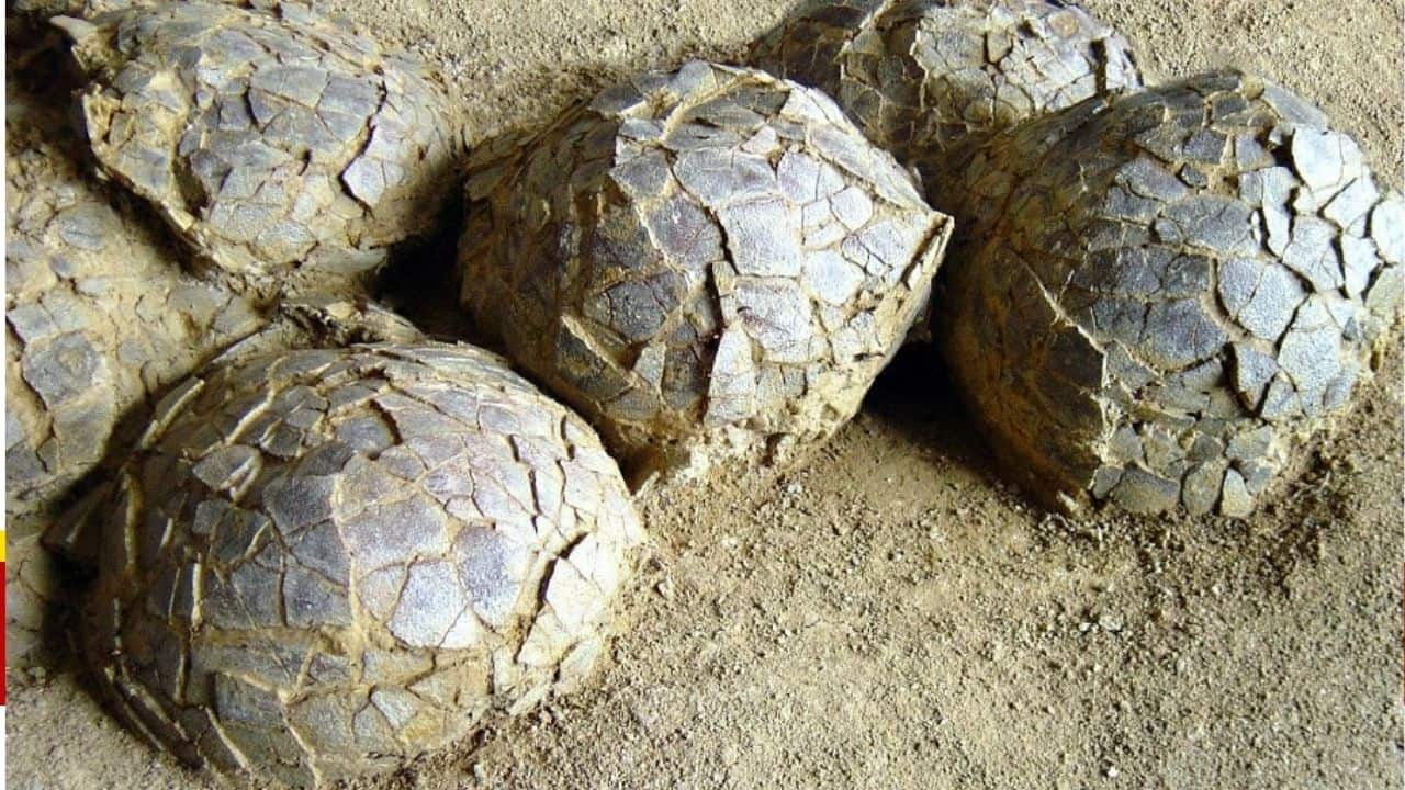 Hidden for 70 million years, hundreds of dinosaur eggs unearthed in one ancient nesting ground