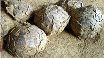 Hidden for 70 million years, hundreds of dinosaur eggs unearthed in one ancient nesting ground
