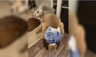 ‘Denim-diaper’-wearing kangaroo goes rogue after dramatic escape from Wisconsin petting zoo