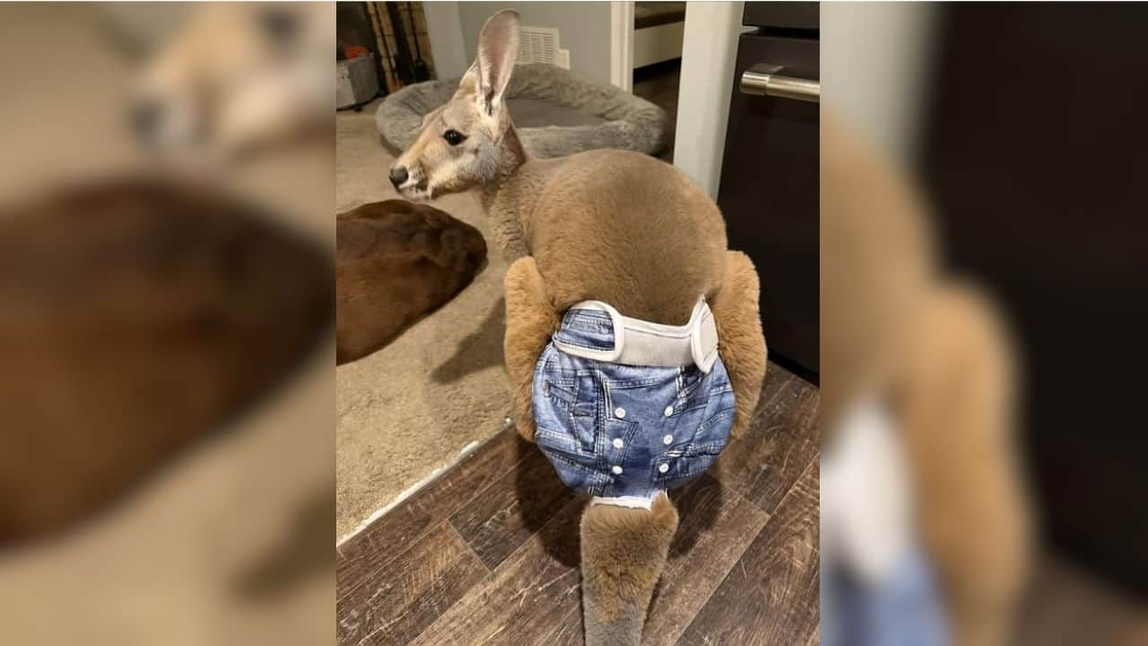 ‘Denim-diaper’-wearing kangaroo goes rogue after dramatic escape from Wisconsin petting zoo