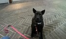 ‘This is the coolest…’: Sam Altman after meeting Paul Conyngham, who built cancer drug for his dog using AI