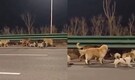 Fact check: Is China’s viral story of seven ‘stolen dogs’ true?
