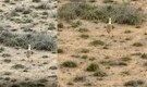 First Sighting in 10 Years: Great Indian Bustard mother and chick seen in Gujarat, sparks concern