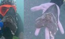 Meet Aiden Andrews: How did a 16-year-old find a rare 6-Inch 'megalodon tooth' in Florida? Watch Here