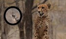 'Mukhi', India’s first-born Cheetah in turns 3—A turning point for Project Cheetah
