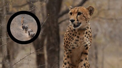 Mukhi, India's first-born cheetah turns 3. (Image: X/@DrMohanYadav51)