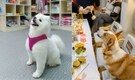 'How much do you earn?': Woman spends Rs 1.6 lakh on puppy’s kindergarten training. Internet reacts