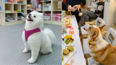 Pet owners can monitor their animals in real time online. (Image credit: Getty Images/ Shutterstock)