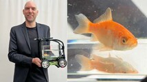 Meet Blub: The Goldfish who drove a car for 1 minute and set a World Record in Italy—But how?