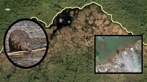 The 800-metre 'Beaver Dam' in Canada was first spotted from space in 2007; What is this exactly?