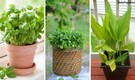 5 spices and herbs to grow in your garden for flavourful summer dishes