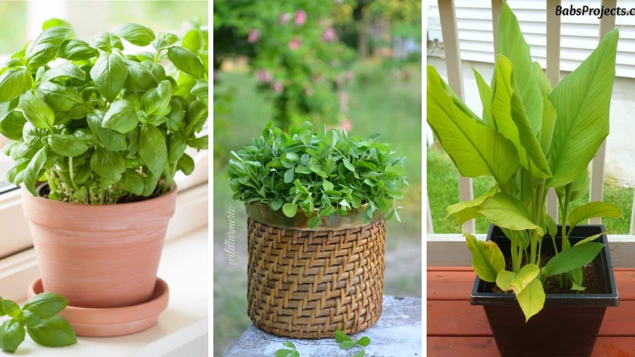 5 spices and herbs to grow in your garden for flavourful summer dishes