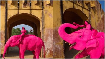 Russian photographer colours elephant pink for Jaipur photoshoot, sparks heavy backlash: 'This is not art'