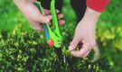 Keep your home and garden pest-free in summer with these easy tips