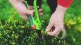 Keep your home and garden pest-free in summer with these easy tips