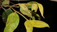 Alive but already dying? Scientists warn Australia’s ‘Zombie Tree’ may be doomed forever