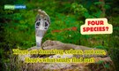 Not one, but 4 King Cobras? India study on snake species drops a shocker after 188 years