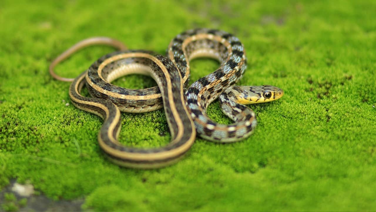 Snakes are coming to your garden because of these 4 mistakes you're making