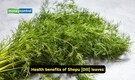 Benefits of shepu: Here's how dill leaves in daily diet helps reduce hair fall, strengthen roots naturally