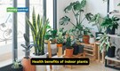 5 Vastu-friendly indoor plants that attract calm and happy vibes in your house