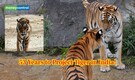 53 years of Project Tiger: Started in 1973, but it was 