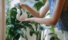 Nature drenching is the new buzzword in home decor, here's how to get it right