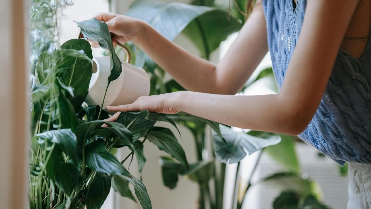 Nature drenching is the new buzzword in home decor, here's how to get it right