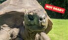 Is Jonathan, the world’s oldest tortoise, 