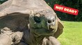 Is Jonathan, the world’s oldest tortoise, 'dead'? Here's what happened to the animal