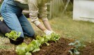 Instagram vs reality: Why your Instagram garden looks perfect but your backyard struggles