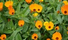 5 edible flowers that are a visual and culinary treat, also easy to grow at home
