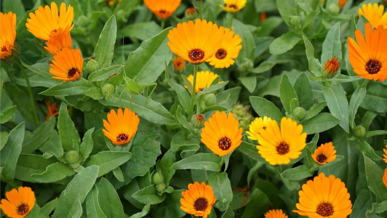 5 edible flowers that are a visual and culinary treat, also easy to grow at home