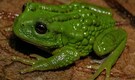 Just 3 centimetres, this female frog hides a rare secret — How this newly discovered species amazed science?