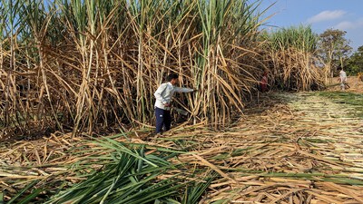 Workers harvest sugarcane in a filed in Kolhapur district in the western state of Maharashtra