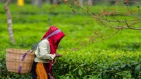 Will the aroma of 'asonis' brew a BJP victory in Assam?