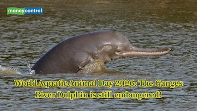 World Aquatic Animal Day 2026: Endangered for 30 years, can India save the Ganges River Dolphin?