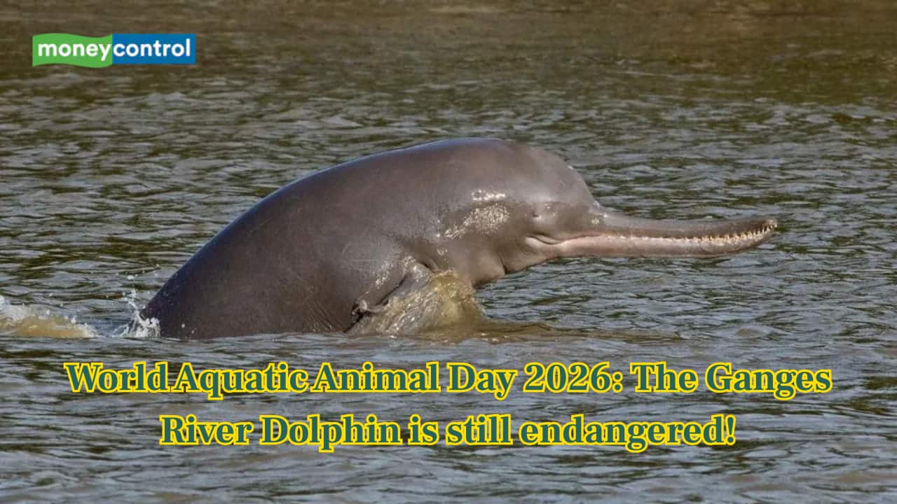 World Aquatic Animal Day 2026: Endangered for 30 years, can India save the Ganges River Dolphin?