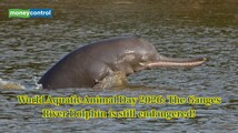 World Aquatic Animal Day 2026: Endangered for 30 years, can India save the Ganges River Dolphin?