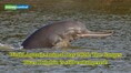 World Aquatic Animal Day 2026: Endangered for 30 years, can India save the Ganges River Dolphin?