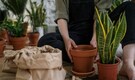 Easy gardening tips to keep your potted plants healthy while you’re on holiday