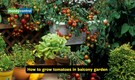 Balcony gardening tips: 5 vegetables you can easily grow in small space for fresh daily harvests