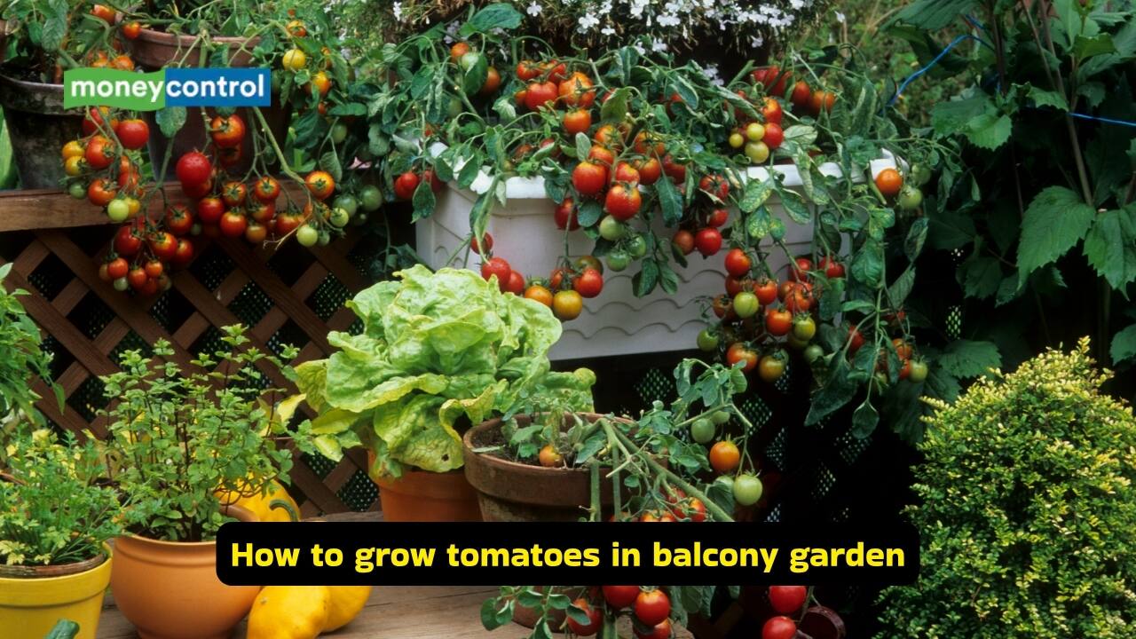 Balcony gardening tips: 5 vegetables you can easily grow in small space ...